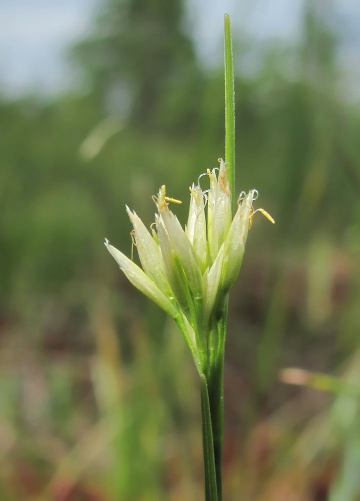 Изображение особи Rhynchospora alba.