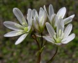 Lloydia triflora