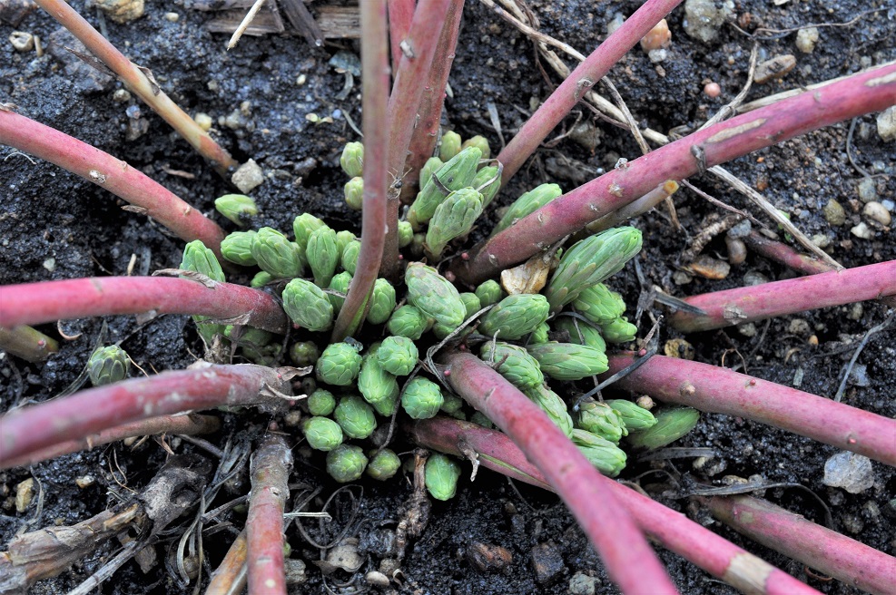 Image of Euphorbia cyparissias specimen.