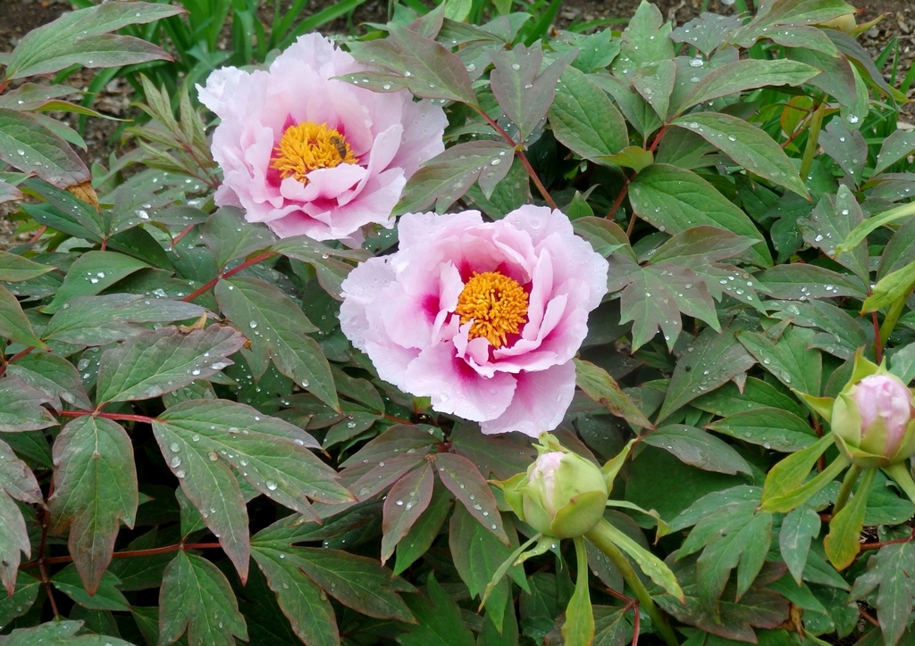 Image of Paeonia suffruticosa specimen.