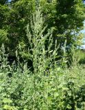 Chenopodium album