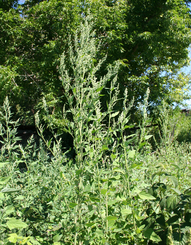 Изображение особи Chenopodium album.