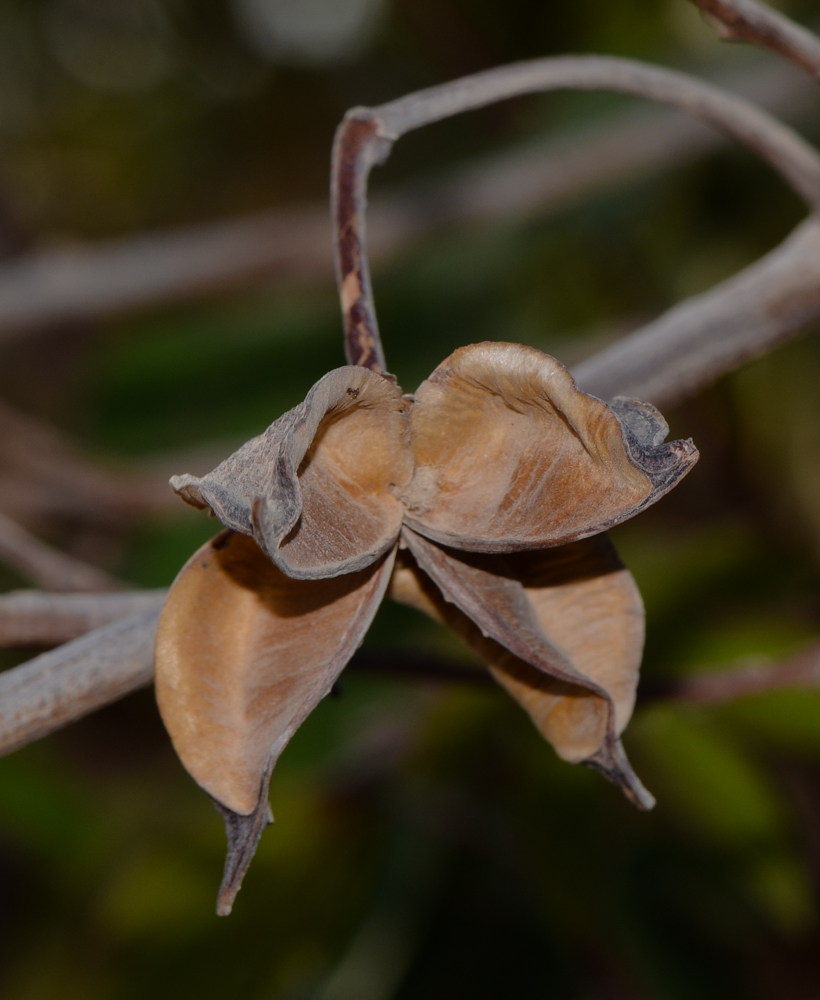 Image of genus Gossypium specimen.