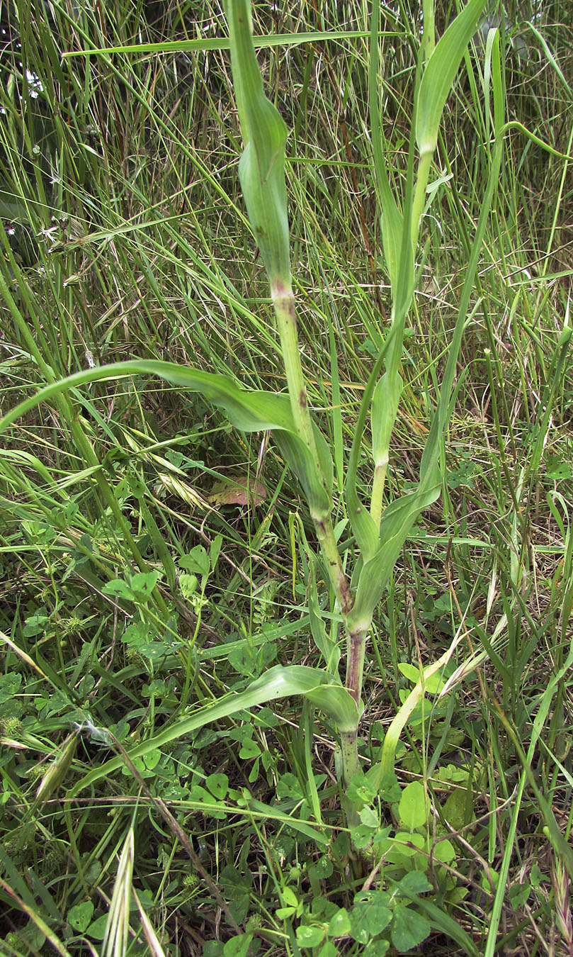 Image of Tragopogon porrifolius specimen.