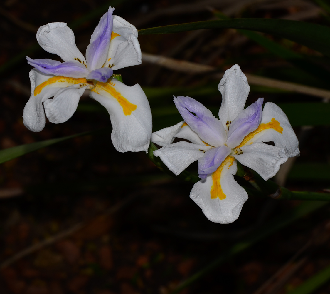 Image of Dietes grandiflora specimen.