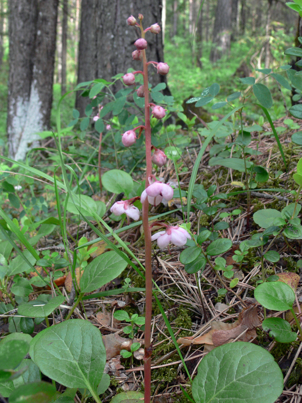 Image of Pyrola rotundifolia specimen.