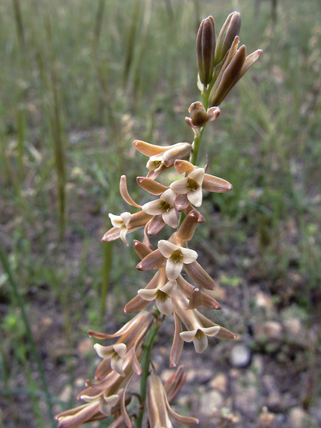 Image of Dipcadi serotinum specimen.