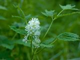 Actaea erythrocarpa