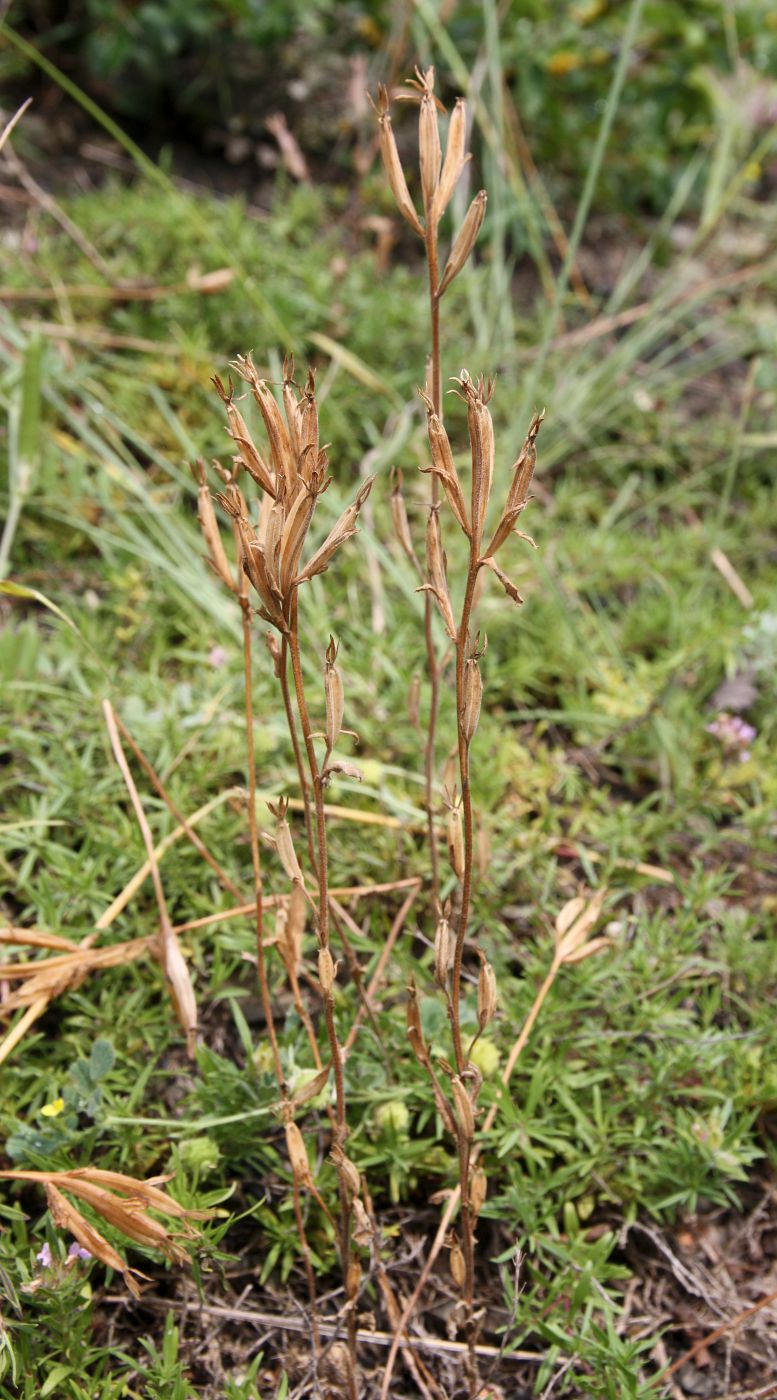 Изображение особи Legousia hybrida.