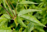 Eupatorium cannabinum