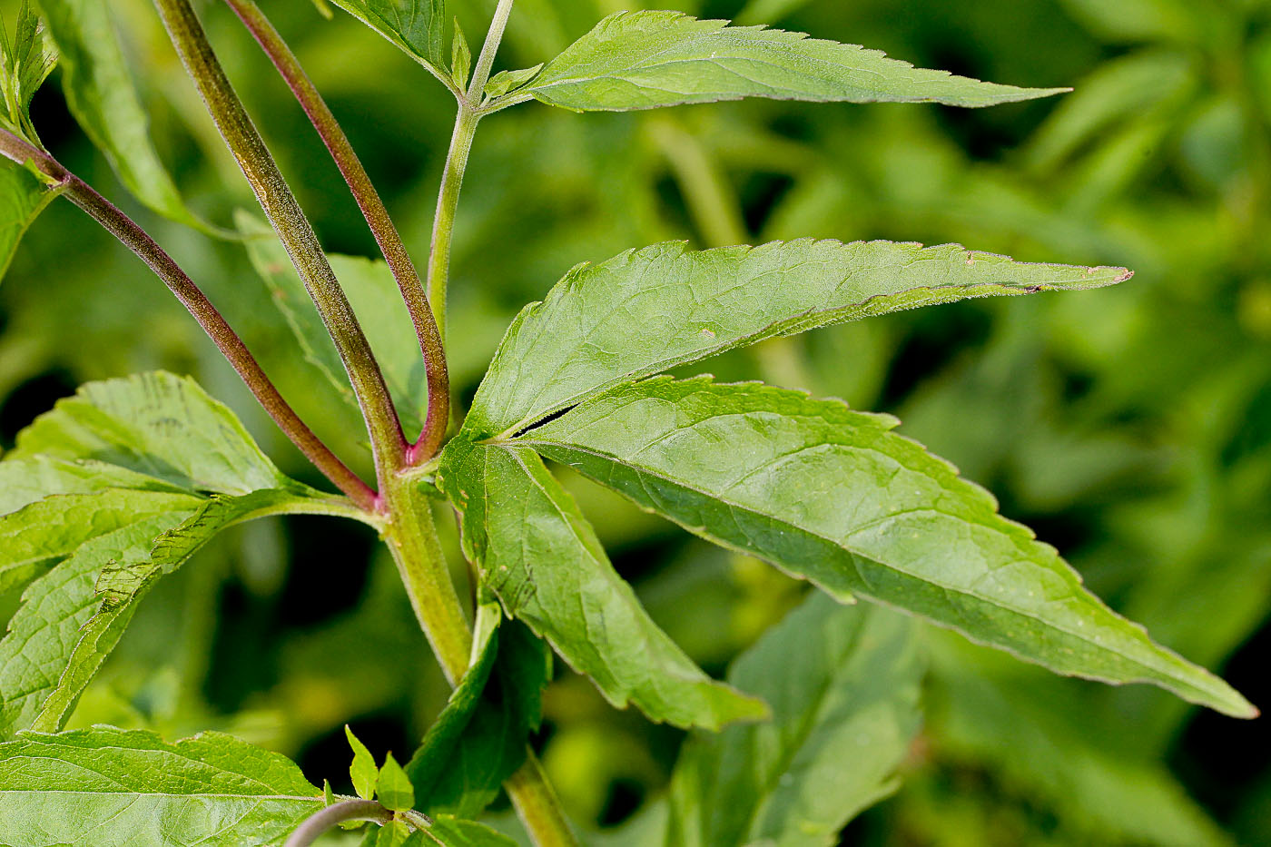 Изображение особи Eupatorium cannabinum.