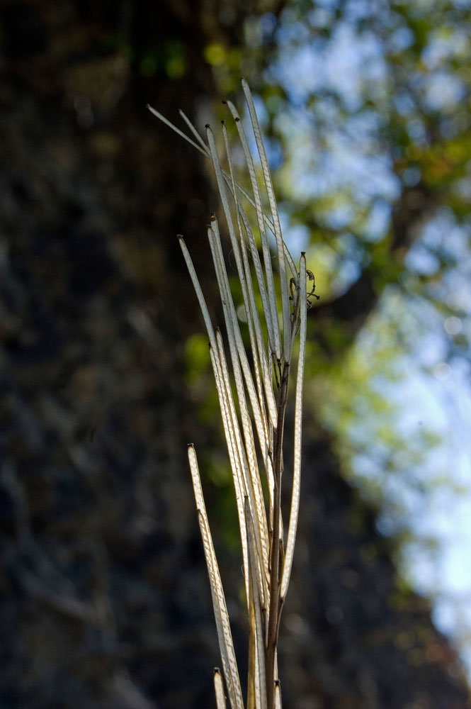 Image of genus Turritis specimen.