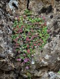 Thymus praecox subspecies britannicus. Цветущие и плодоносящие растения. Исландия, национальный парк Тингведлир, расщелина в скале. 01.08.2016.