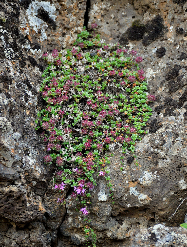 Image of Thymus praecox ssp. britannicus specimen.