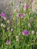 Centaurea scabiosa. Раскрывшиеся и нераскрывшиеся соцветия. Ленинградская обл., окр. ж-д ст. Кавголово. 12.07.2009.