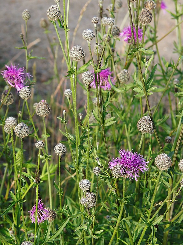 Image of Centaurea scabiosa specimen.