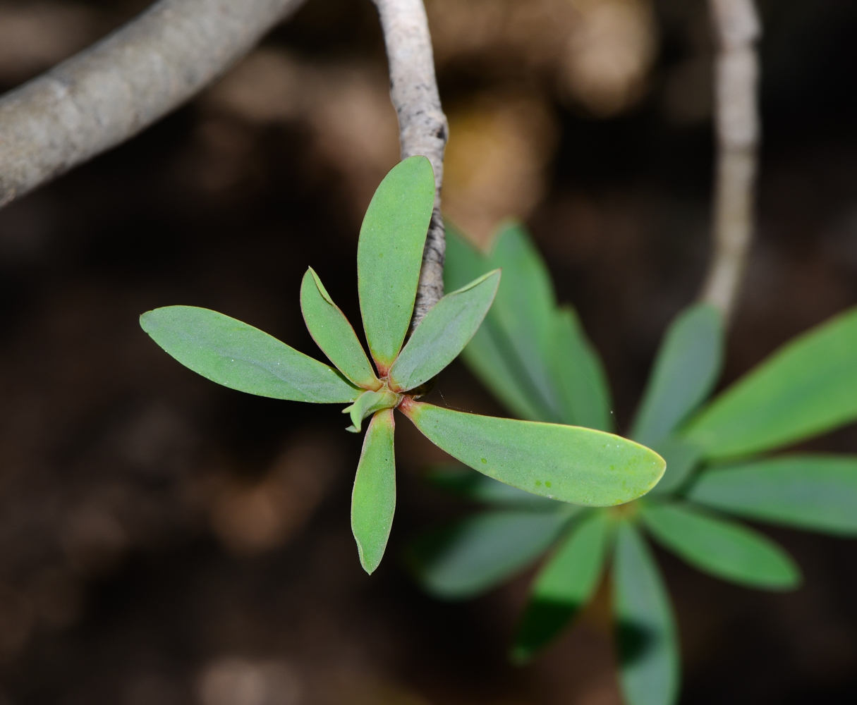 Image of Euphorbia balsamifera specimen.