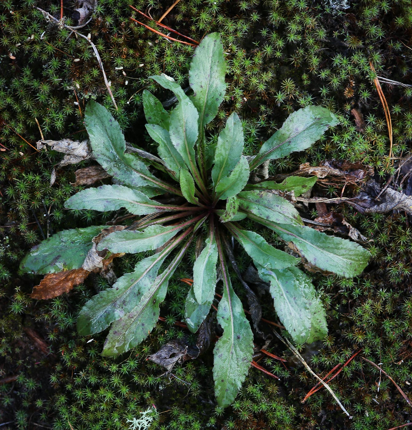 Image of Solidago virgaurea specimen.