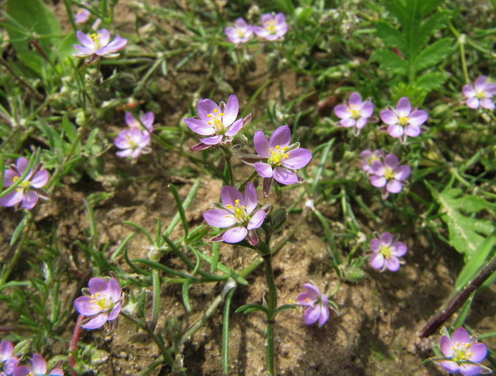 Image of Spergularia rubra specimen.