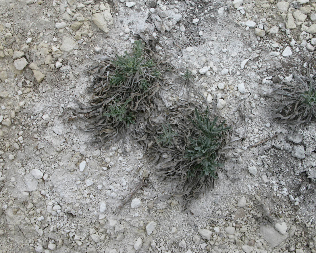 Image of Matthiola fragrans specimen.