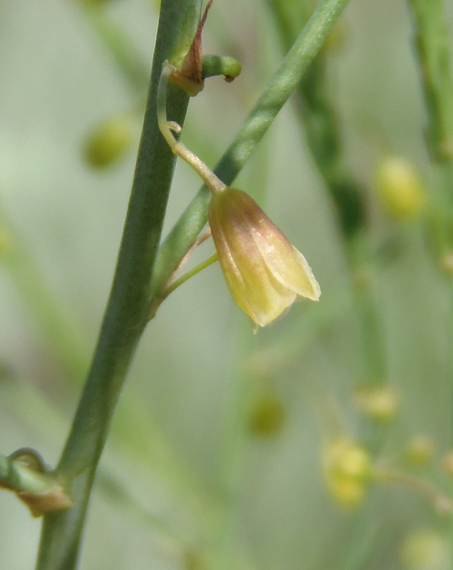 Image of Asparagus officinalis specimen.