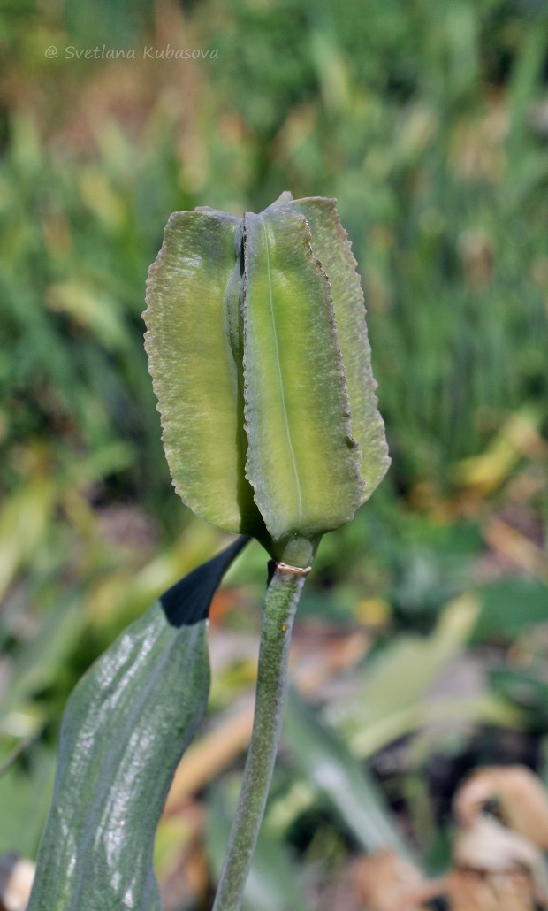 Image of Fritillaria pallidiflora specimen.