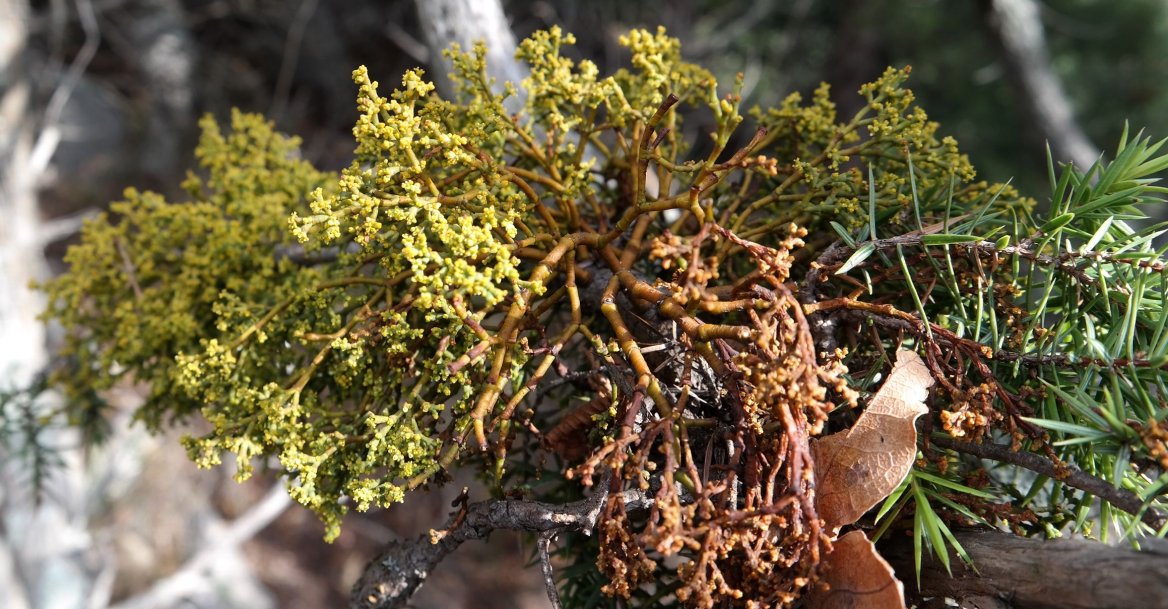 Image of Arceuthobium oxycedri specimen.