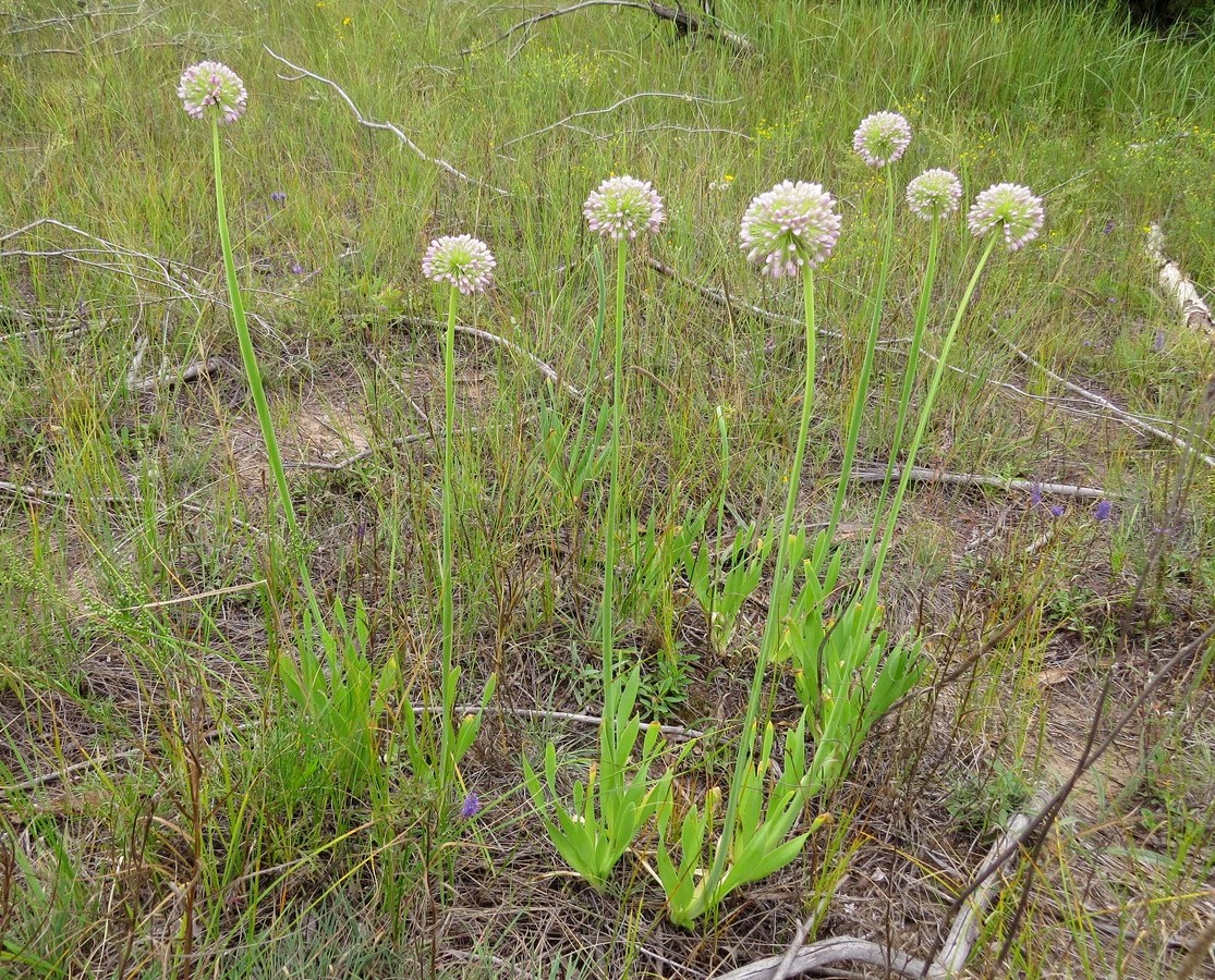 Image of Allium nutans specimen.