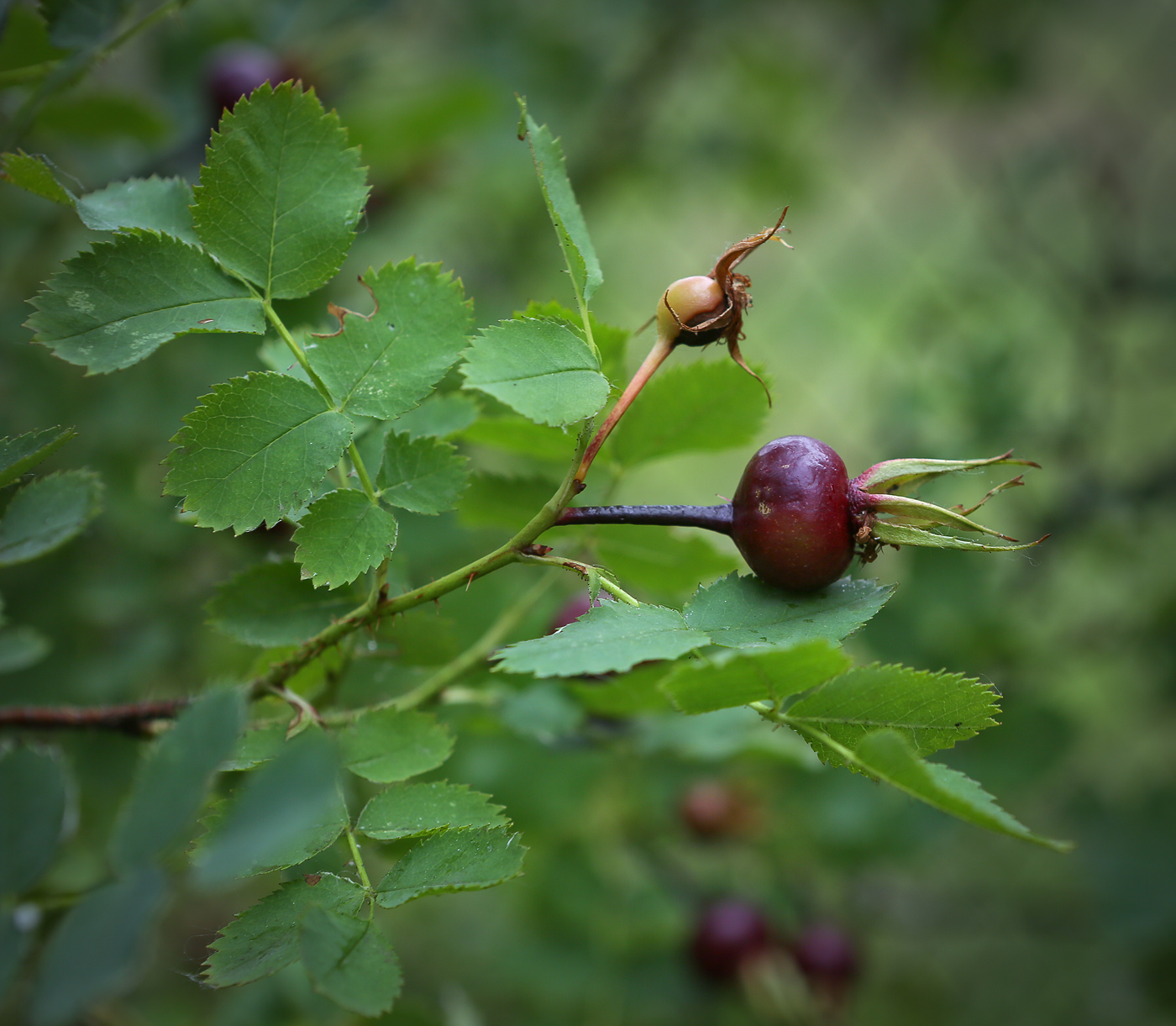 Изображение особи Rosa spinosissima.