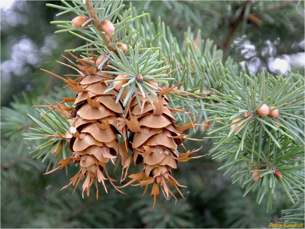 Изображение особи Pseudotsuga menziesii.