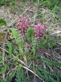 Pedicularis alberti