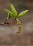 Image of taxon representative. Author is Вера Волкотруб