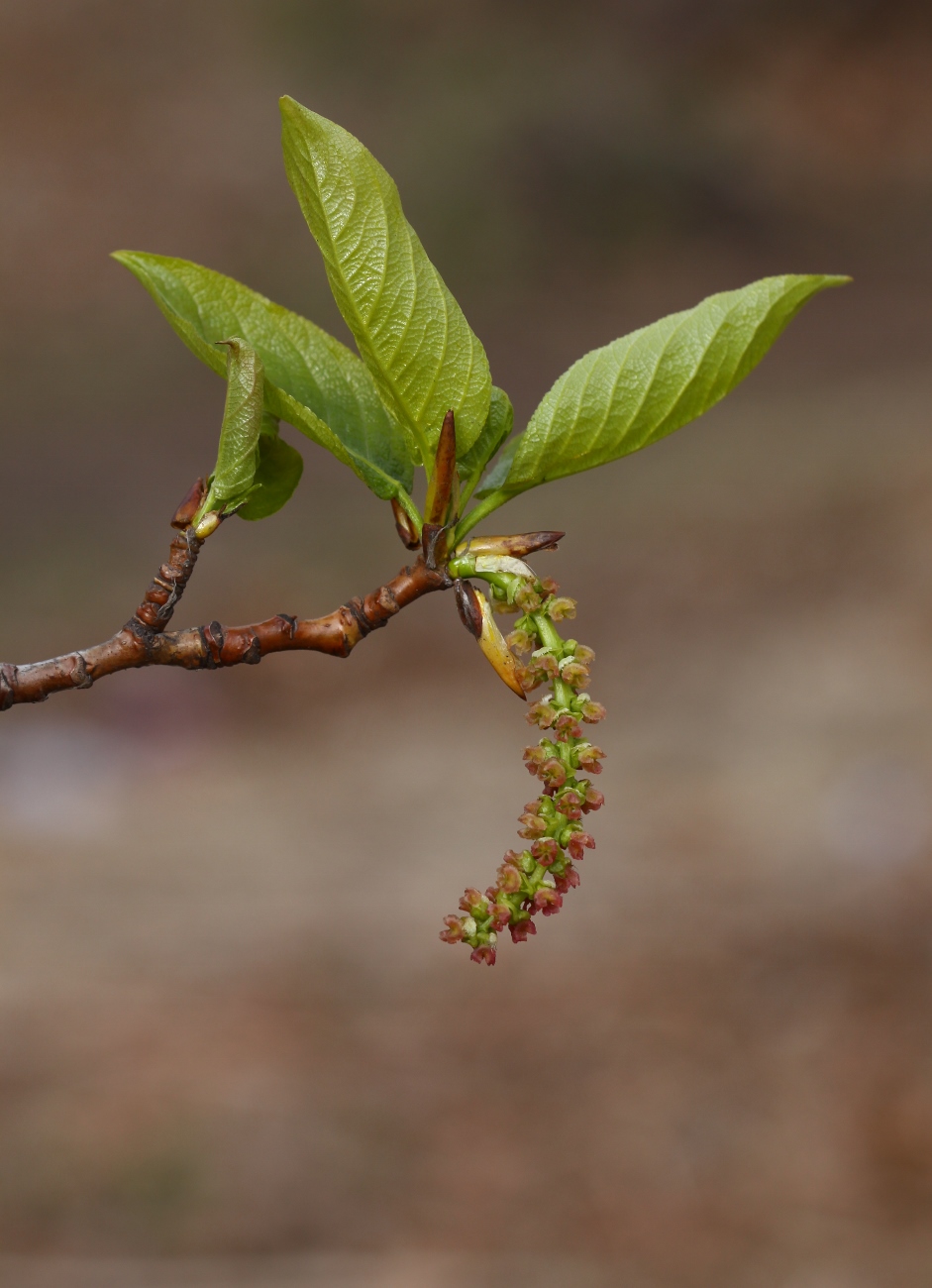 Image of Populus suaveolens specimen.