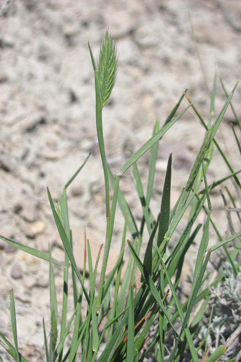 Изображение особи Agropyron pinifolium.