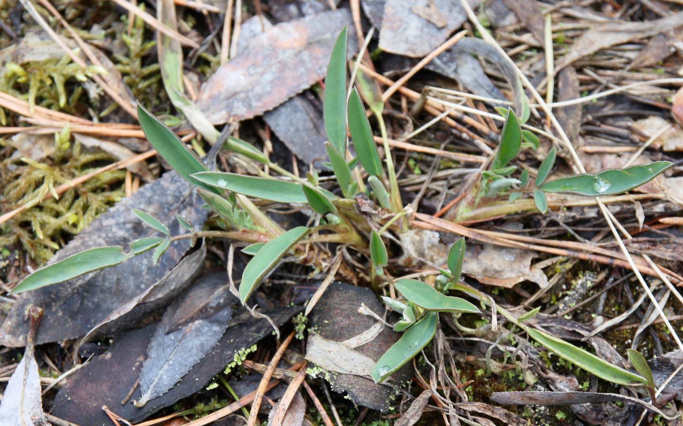 Image of genus Anthyllis specimen.