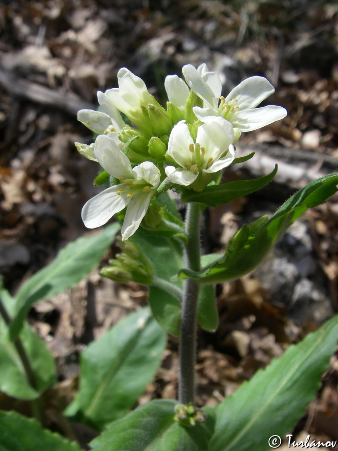 Изображение особи Arabis turrita.