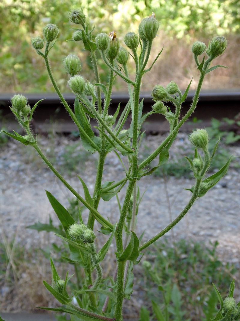 Image of Crepis rhoeadifolia specimen.