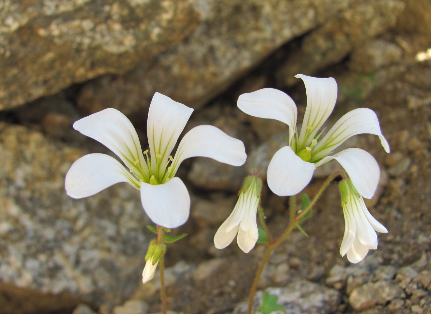 Image of Saxifraga sibirica specimen.