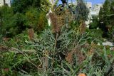 Banksia ashbyi