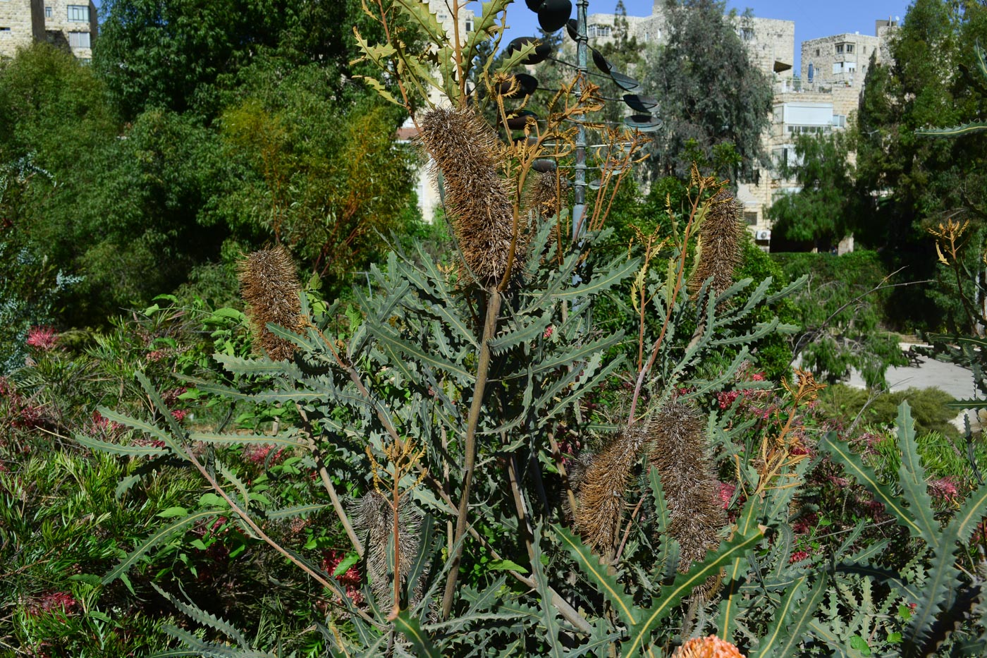 Изображение особи Banksia ashbyi.