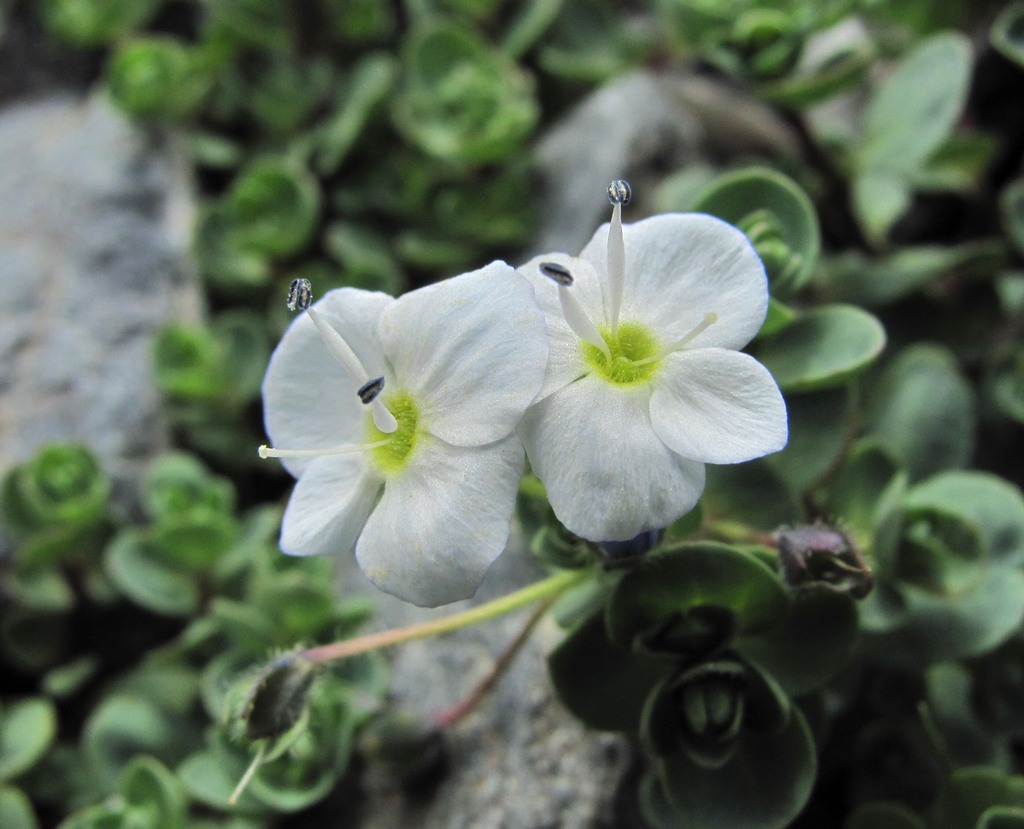 Image of Veronica glareosa specimen.