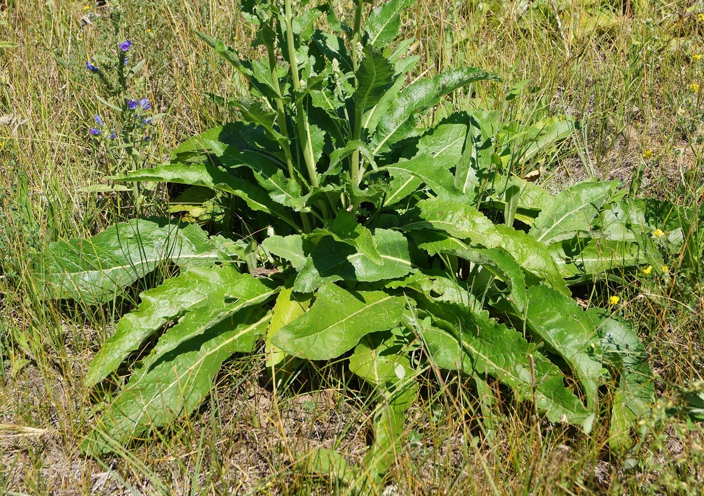 Изображение особи Verbascum lychnitis.