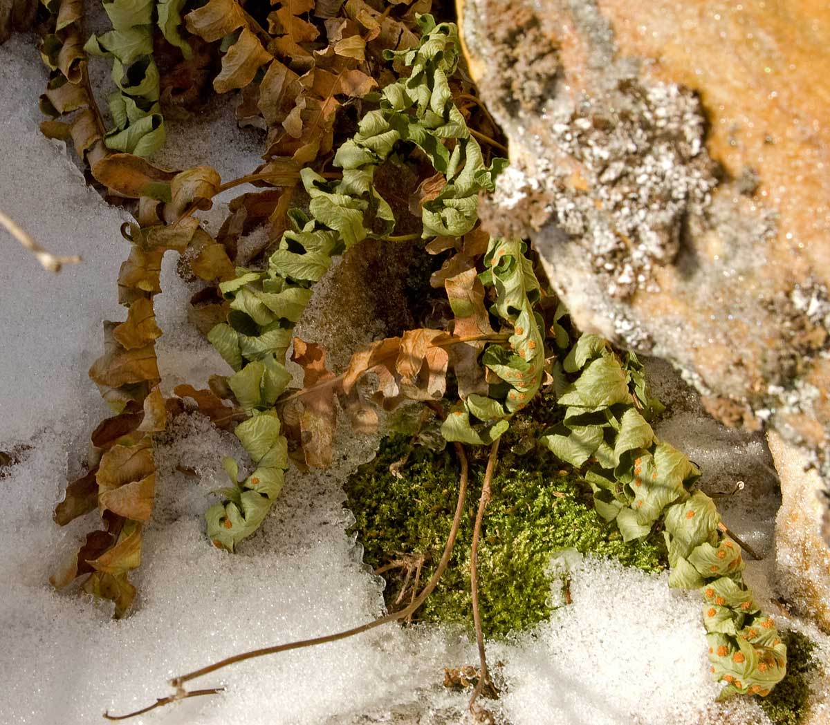 Image of Polypodium vulgare specimen.