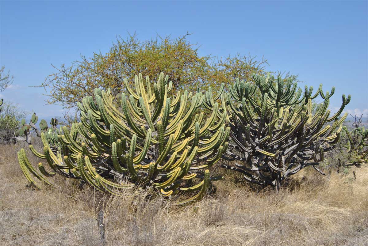 Image of Myrtillocactus geometrizans specimen.