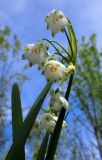 Leucojum aestivum