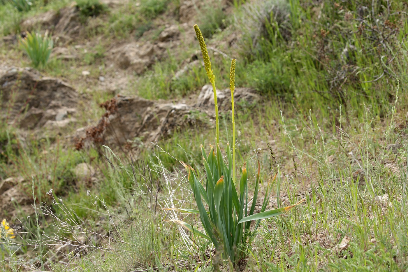 Image of Eremurus fuscus specimen.