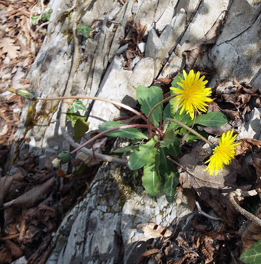 Image of Taraxacum thracicum specimen.