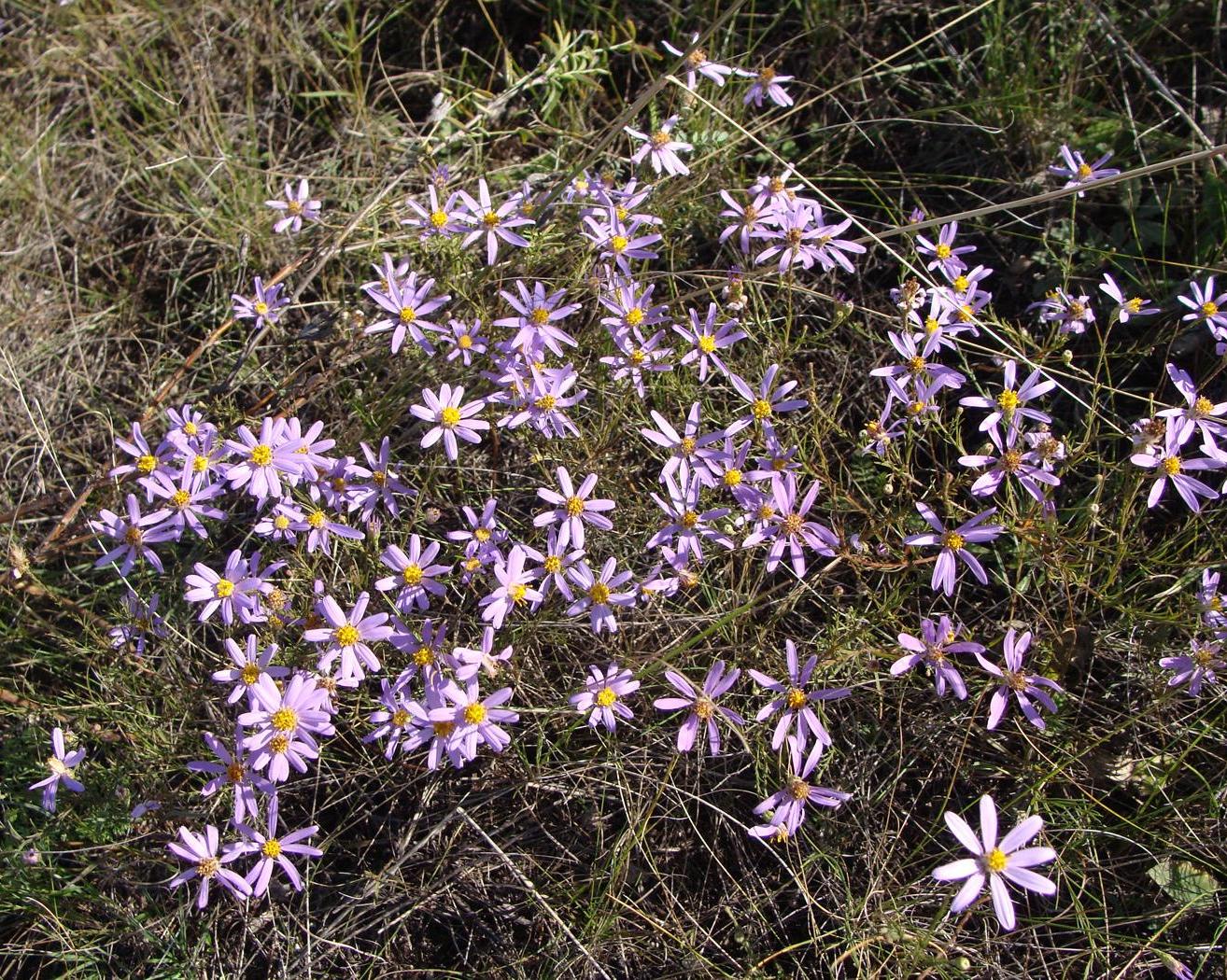 Изображение особи Galatella angustissima.