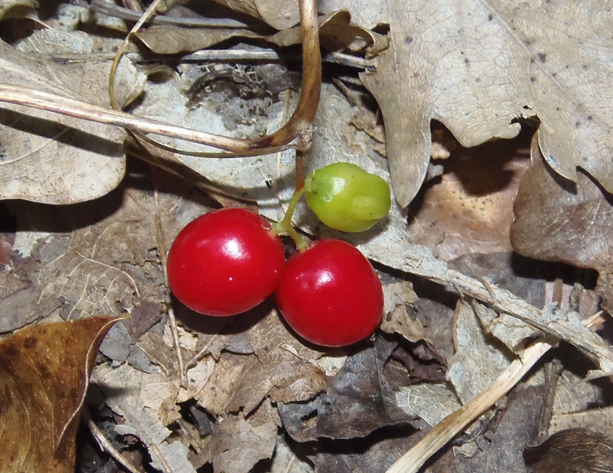 Image of Tamus communis specimen.