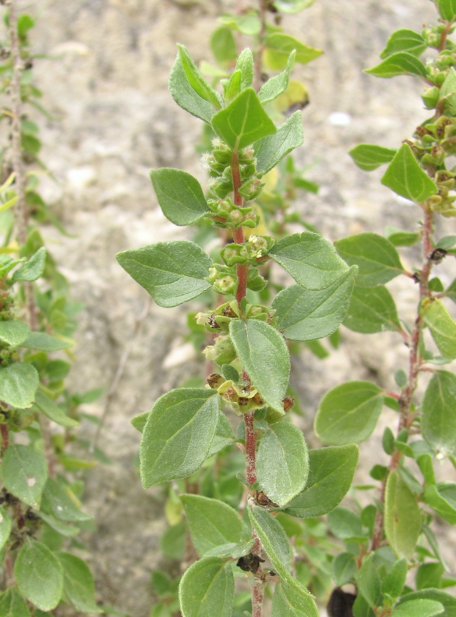 Image of Parietaria elliptica specimen.